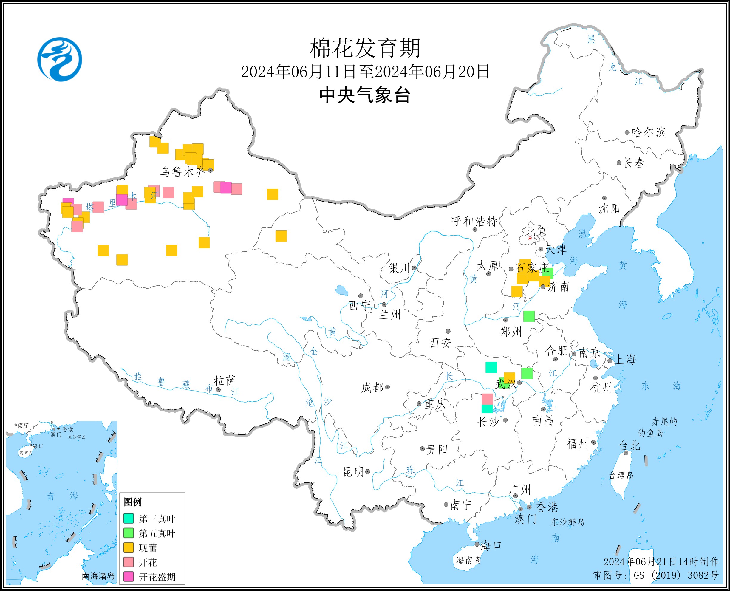 2024年6月中旬棉花发育期.jpg