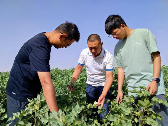 7月18日，该镇农业技术人员正在跟种植户查看棉花长势，并指导棉农科学施肥、浇水、病虫害防治 吐逊阿依 摄